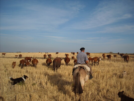 Gaucho auf einer Estancia in Uruguay