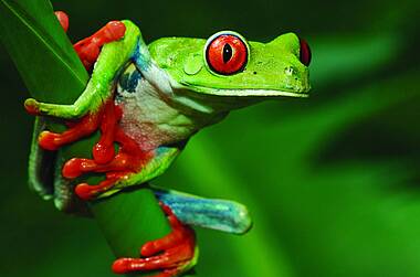 Kleiner grüner Frosch mit roten Augen in Costa Rica