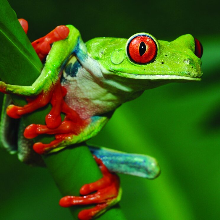 Kleiner grüner Frosch mit roten Augen in Costa Rica