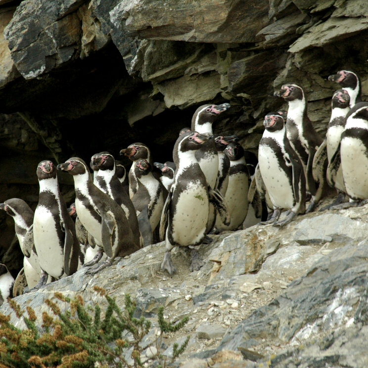 Humboldt Pinguin Nationalreservat an der chilenischen Pazifikküste mit felsigen Inseln, Meerblick und natürlichem Lebensraum der Humboldt Pinguine.
