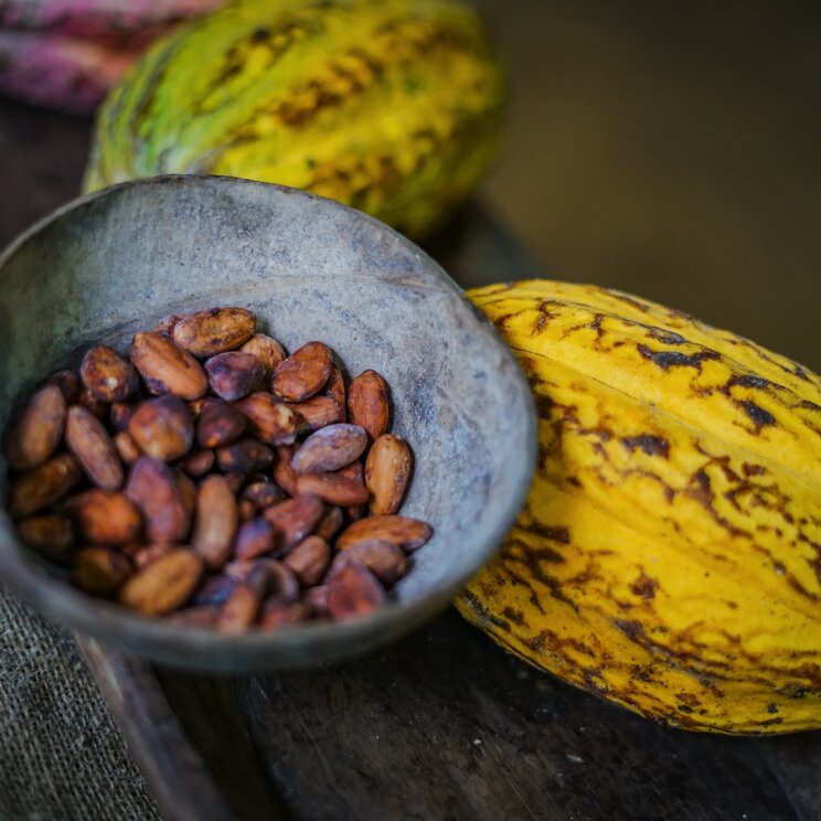 Kakaoschoten und Kakaobohnen bei einer Schokoladentour im Regenwald während der Rundreise „Best of Mittelamerika“ in Costa Rica.