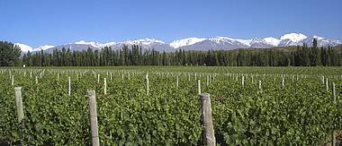 Weinberge auf einem Weingut in Mendoza