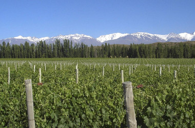Weinberge auf einem Weingut in Mendoza