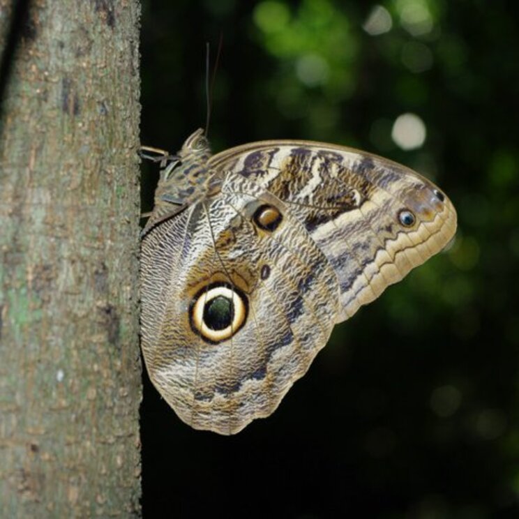 Schmetterling im Dschungel von Rurrenabaque, Bolivien