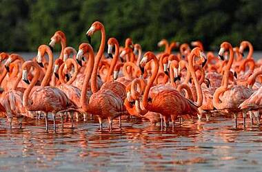 Große Gruppe lachsroter Flamingos stehem im Wasser