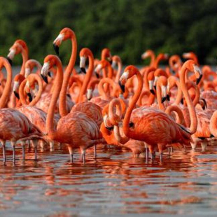 Große Gruppe lachsroter Flamingos stehem im Wasser