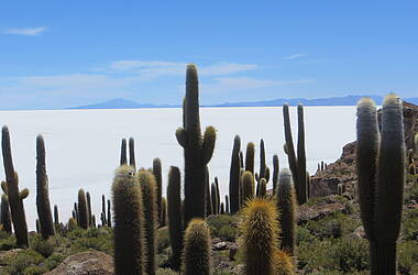 Insel Incahuasi in Bolivien