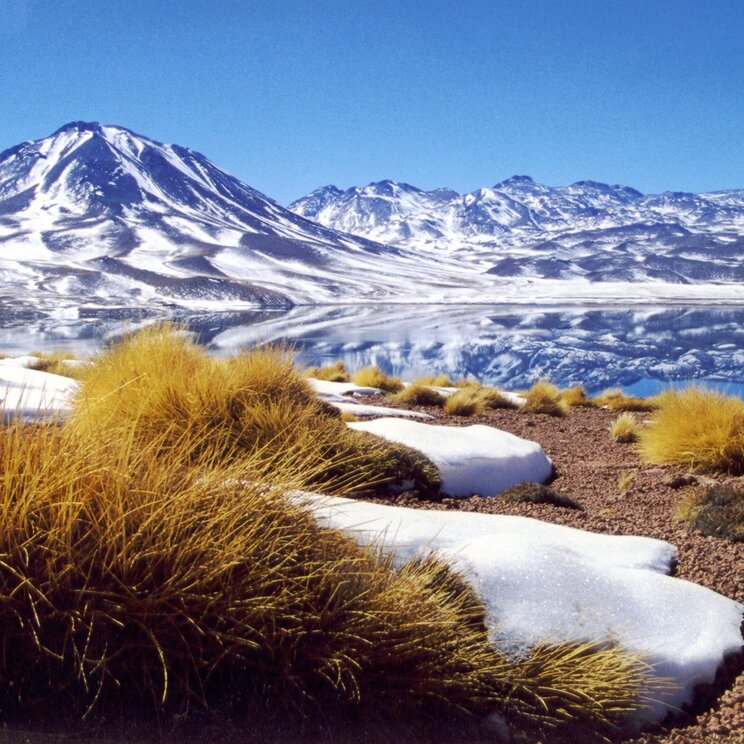 Lagune im chilenischen Hochland mit schneebedeckten Anden, spiegelndem Wasser und typischer Vegetation der Atacama Region.