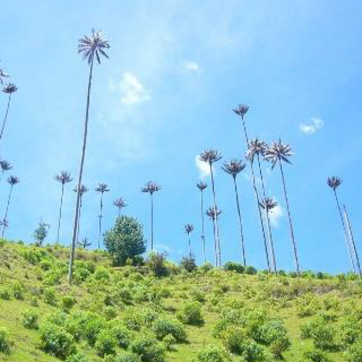Valle de Cocora (Wachspalmental)