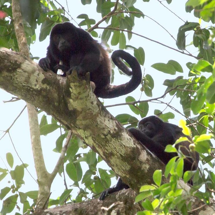 Brüllaffen in den Bäumen im Origins Luxury Lodge-Gebiet in Costa Rica.