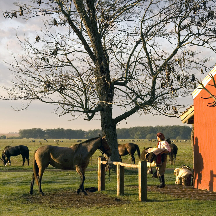 Pferde auf der Estancia La Bamba De Areco, San Antonio de Areco