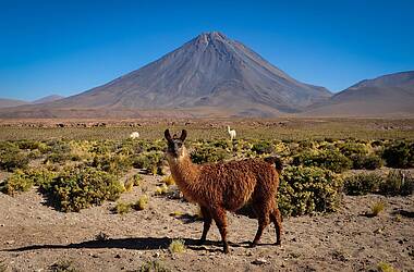 Lama in der Atacamawüste
