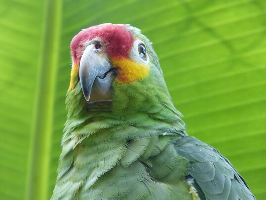 Papagei in Palenque - Mexiko