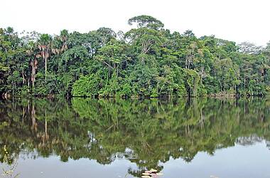 Lagunen im tropischen Urwald des Yasuni Nationalparks