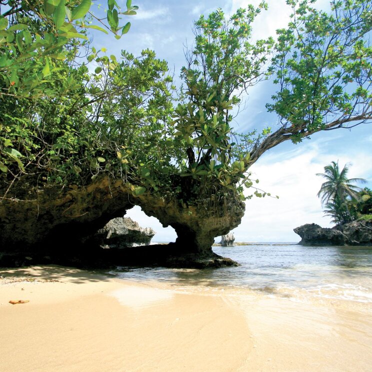 Tropische Vegetation am Red Frog Beach, Bocas del Toro Panama