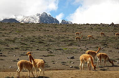 Vincunias vor dem Chimborazo, dem höchsten Berg Ecuadors