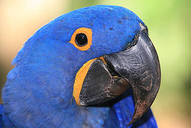 Blauer Ara im Vogelpark von Iguazu