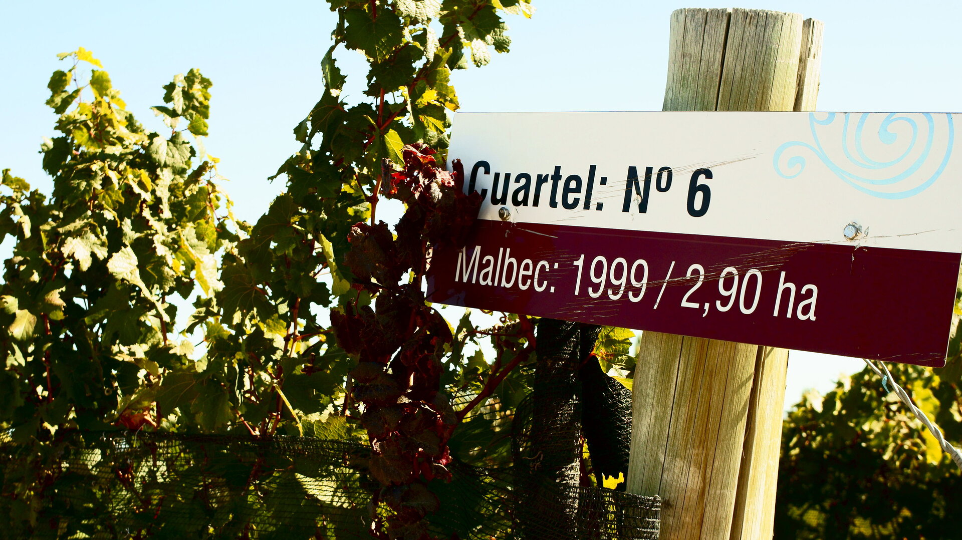 Malbec Reben im berühmten Weingebiet Mendoza