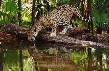 Beobachtung eines trinkenden Jaguars in der Cuyabeno Lodge im Amazonas-Regenwald von Ecuador