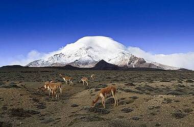 Alpakas grasen am Fuße des Chimborazo