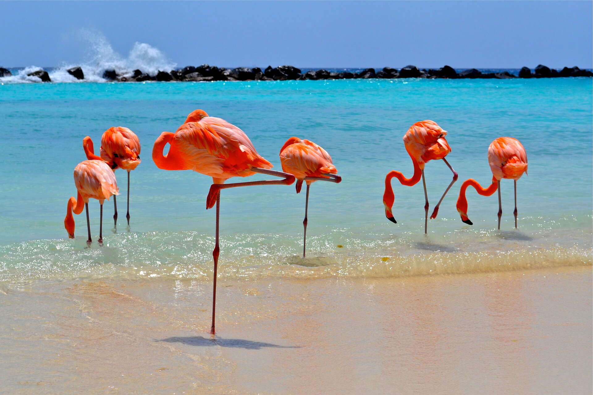 Lachsrote Flamingos am Strand von Aruba
