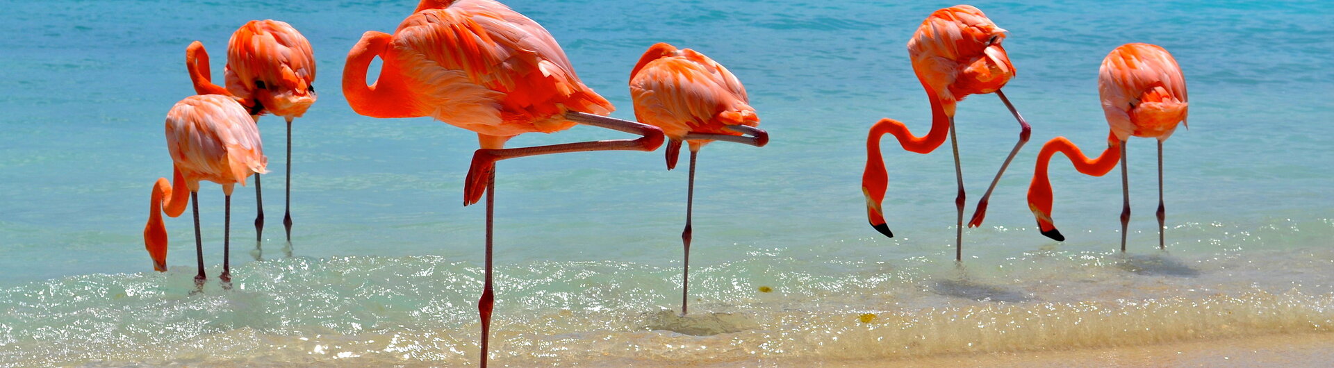 Lachsrote Flamingos am Strand von Aruba