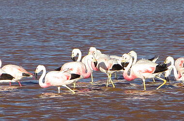 Flamingos in der Laguna Colorada, Bolivien