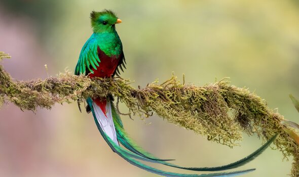 Quetzal in Costa Rica mit leuchtend grünem Gefieder, roter Brust und langem Schwanz auf moosbewachsenem Ast im Nebelwald.