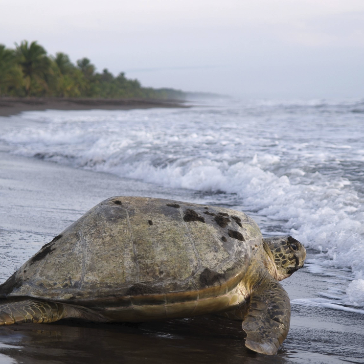 Schildkröte auf dem Weg ins Meer im Tortuguero Nationalpark Cost Rica