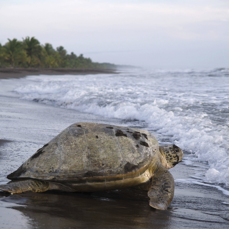 Schildkröte auf dem Weg ins Meer im Tortuguero Nationalpark Cost Rica