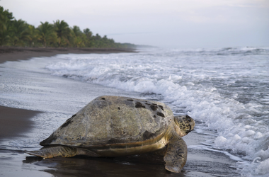 Schildkröte auf dem Weg ins Meer im Tortuguero Nationalpark Cost Rica