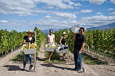 Besucher bei der Weinlese im Casa Uco Wine Hotel, Mendoza
