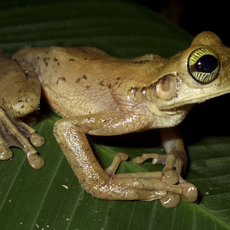 Tierbeobachtungen und Dschungelexkursionen in der Sandoval Lake Lodge, Tampopata Amazonas Peru