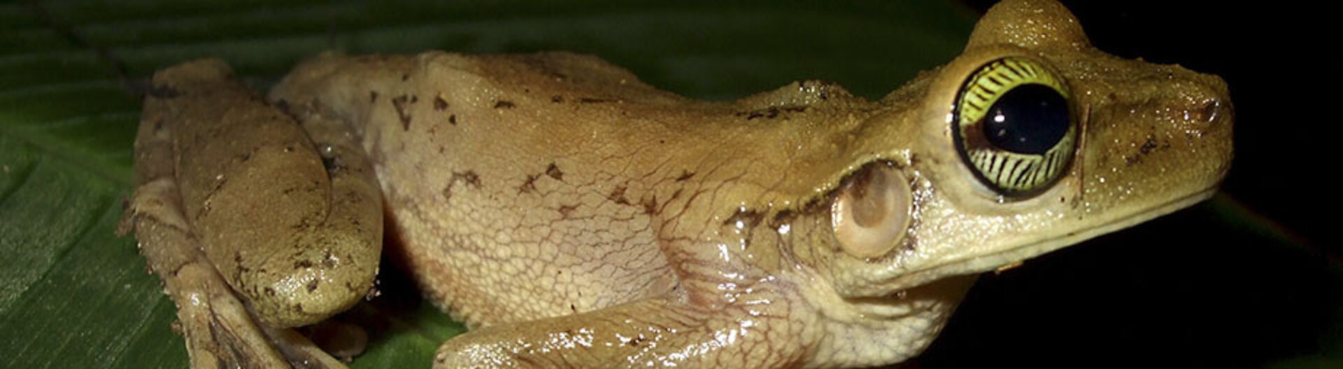 Tierbeobachtungen und Dschungelexkursionen in der Sandoval Lake Lodge, Tampopata Amazonas Peru
