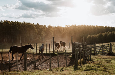 Ein Gaucho treibt in Uruguay bei Sonnenuntergang Pferde auf eine Koppel