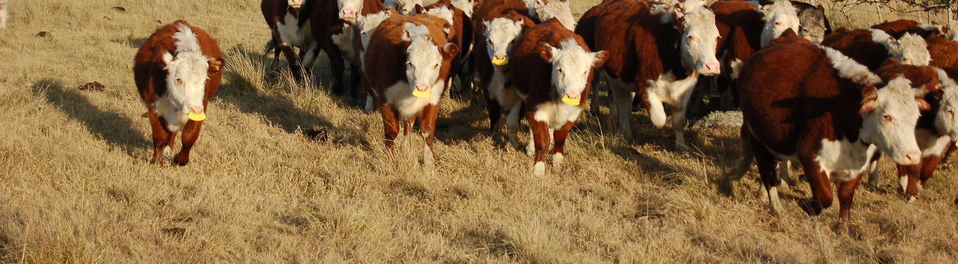 Rinder auf der Estancia Finca Piedra Uruguay
