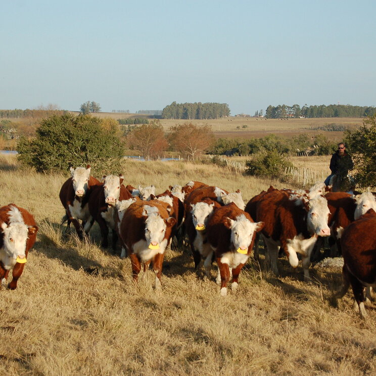 Rinder auf der Estancia Finca Piedra Uruguay