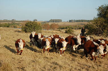 Rinder auf der Estancia Finca Piedra Uruguay