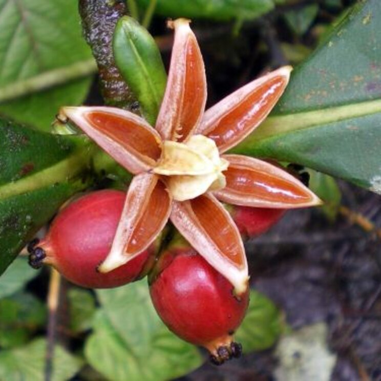Tropische Früchte und Blüten in der Mashpi-Lodge nahe Quito, Ecuador