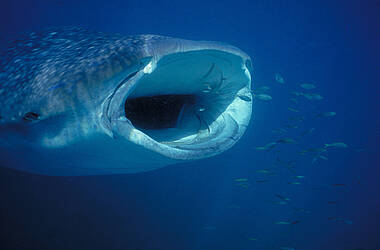Walhai-Beobachtung vor Galapagos, Ecuador