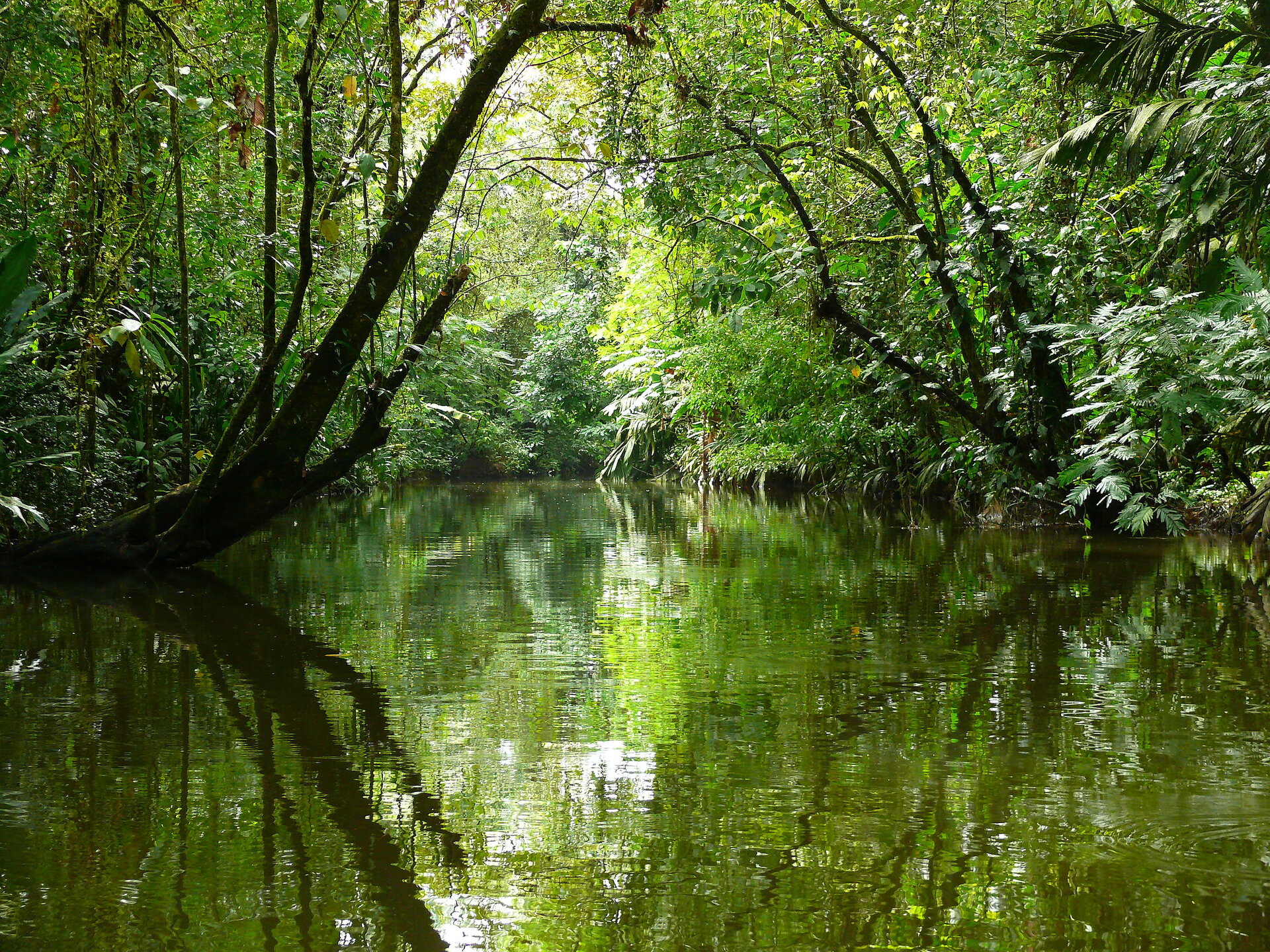 Kanal im Tortuguero Nationalpark, Costa Rica