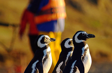 Gruppe von Pinguinen in Feuerland