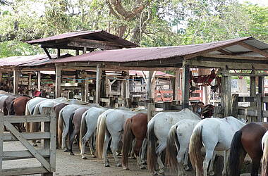 Pferde im Hotel Hacienda Guachipelin in Curubandé, Costa Rica