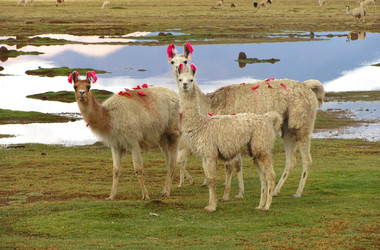 Lamas stehen auf einer Wiese