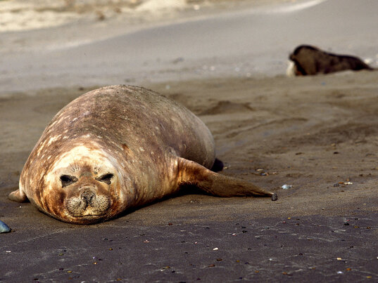 Seelöwe am Strand