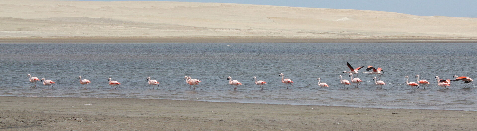 Flamingos in einer Lagune, Wüste bei Ica, Peru