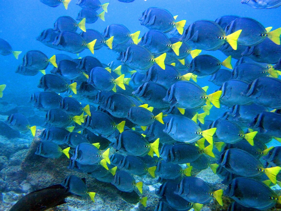 Fischbeobachtung beim Tauchen vor Galapagos, Ecuador