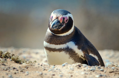 Pinguin im Sand auf der Peninsula Valdes
