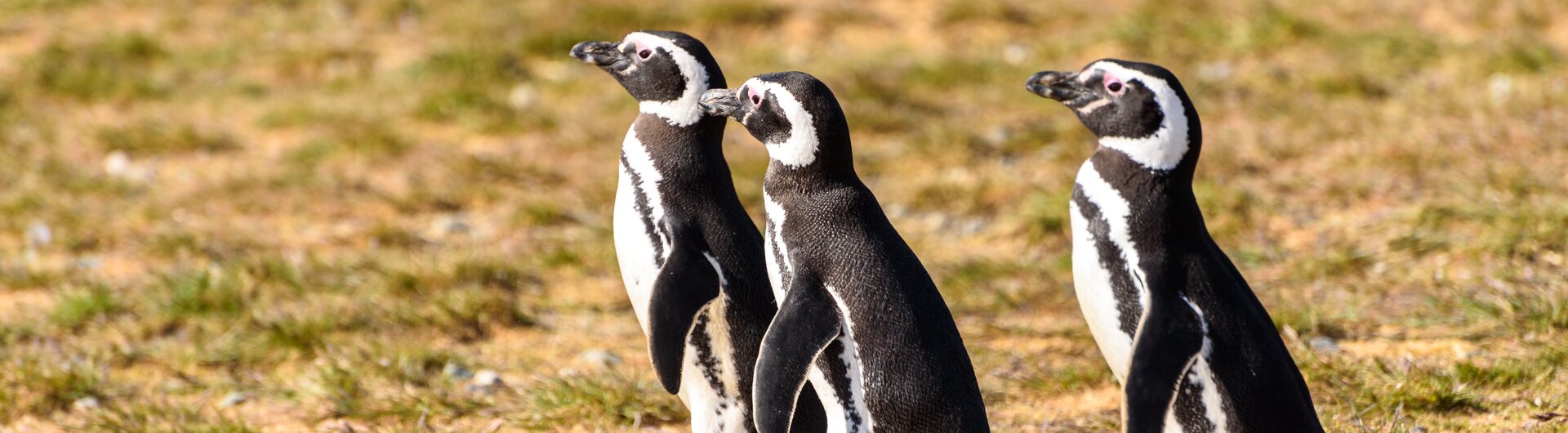 Drei Magellan-Pinguine stehen an einem sandigen Ufer in Patagonien, zwei im Vordergrund und einer im Hintergrund.
