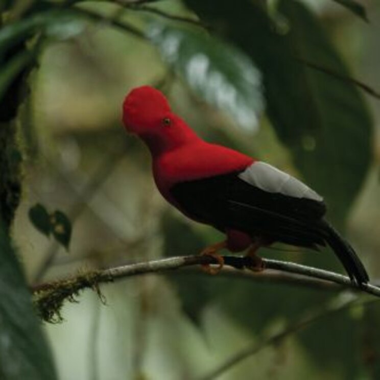 Exotische Vögel rund um die Mashpi-Lodge nahe Quito, Ecuador
